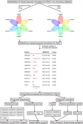 Transcriptomic Profiling Identifies DCBLD2 as a Diagnostic and Prognostic Biomarker in Pancreatic Ductal Adenocarcinoma